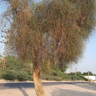 Capparis decidua عادت