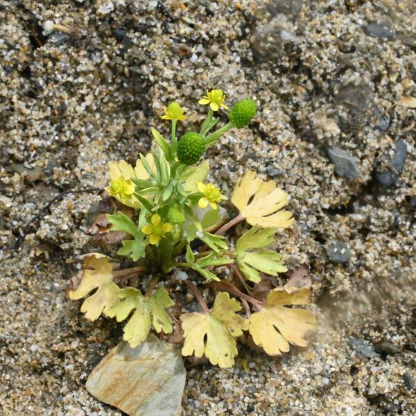 Ranunculus sceleratus Ліст