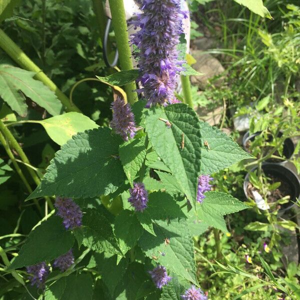 Agastache scrophulariifolia Flower