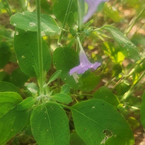 Ruellia prostrata Levél