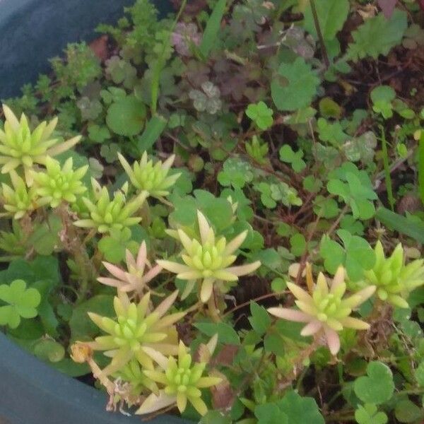 Sedum sediforme Levél