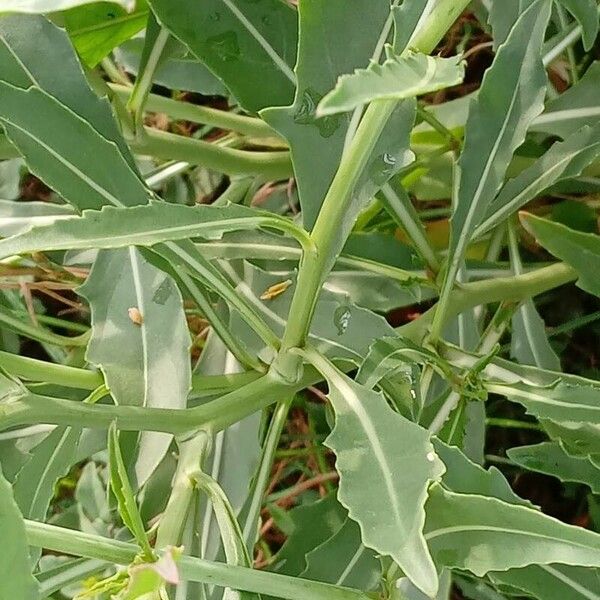 Diplotaxis tenuifolia Leaf