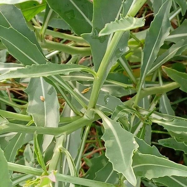 Diplotaxis tenuifolia Лист