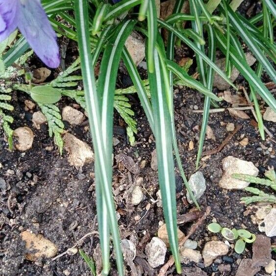 Crocus versicolor List