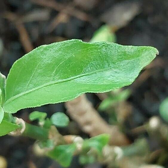 Ruellia tuberosa Liść