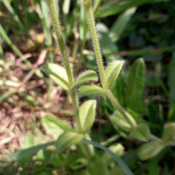 Cerastium glomeratum Hoja