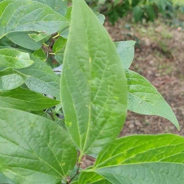 Celtis laevigata Ліст