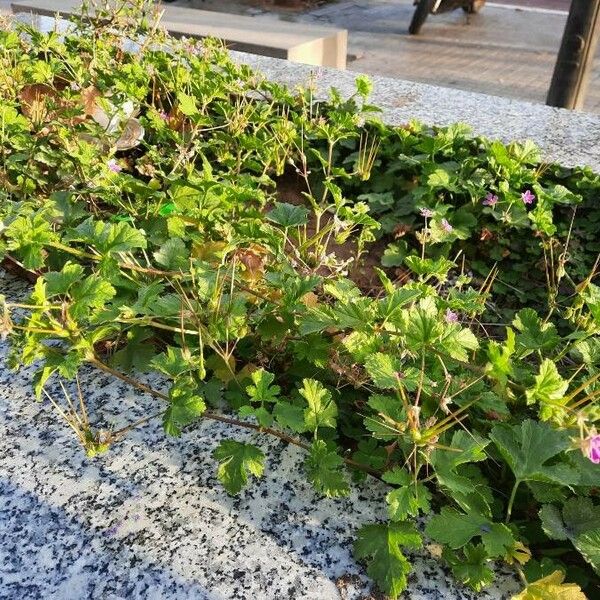 Erodium malacoides Habit