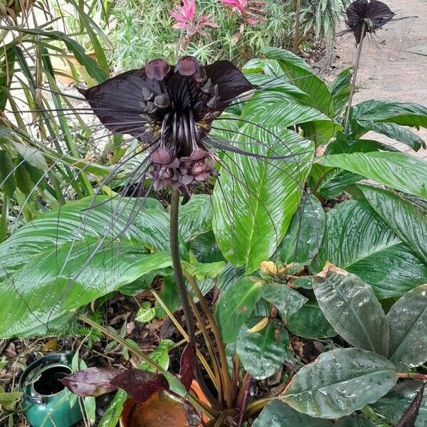 Tacca chantrieri Flower