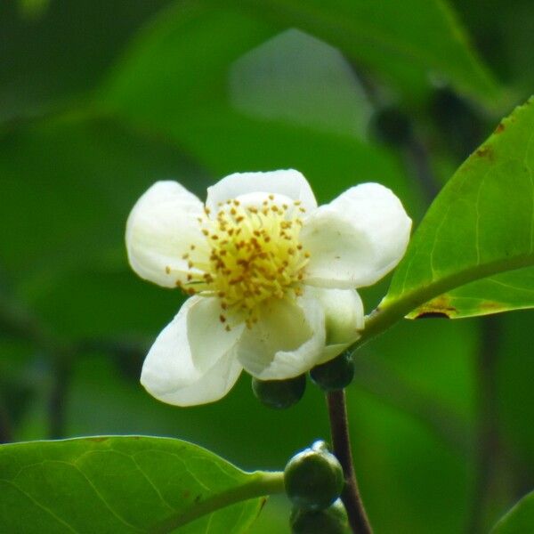 Camellia sinensis Flower