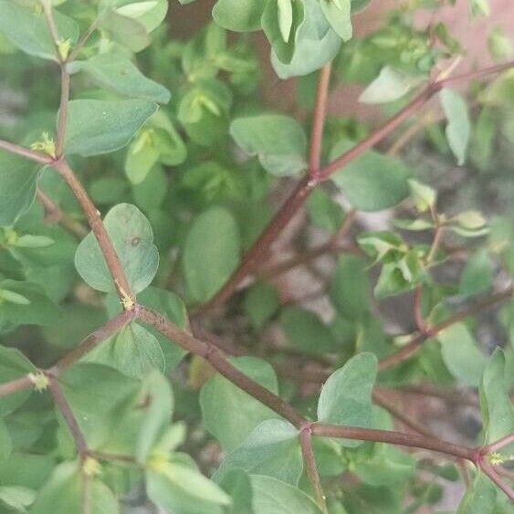 Euphorbia peplus Azala