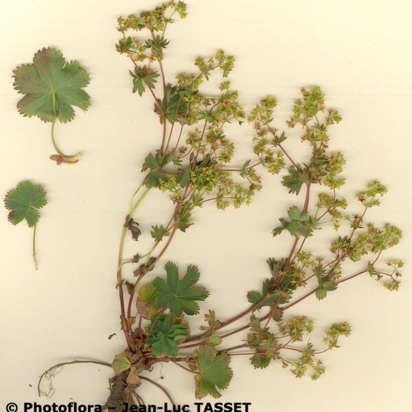 Alchemilla fissa 整株植物