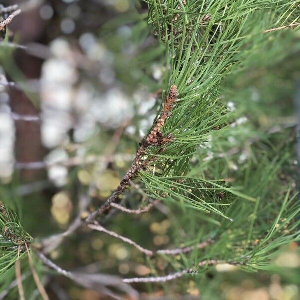 Pinus brutia Hoja