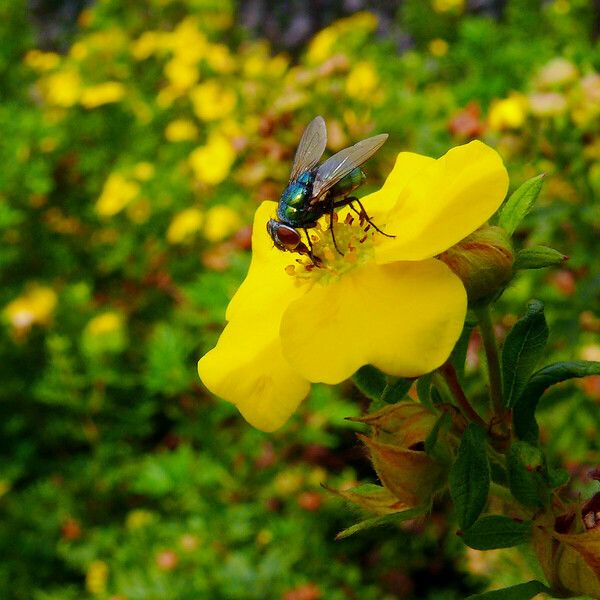 Dasiphora fruticosa Λουλούδι