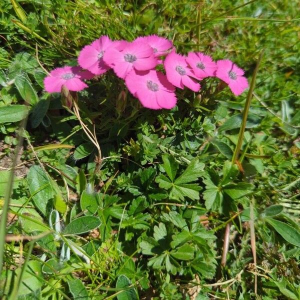 Dianthus pavonius عادت داشتن