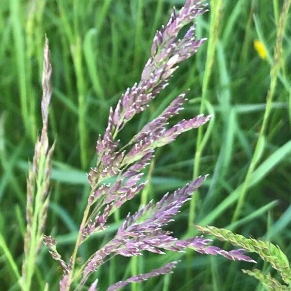 Holcus lanatus Flower