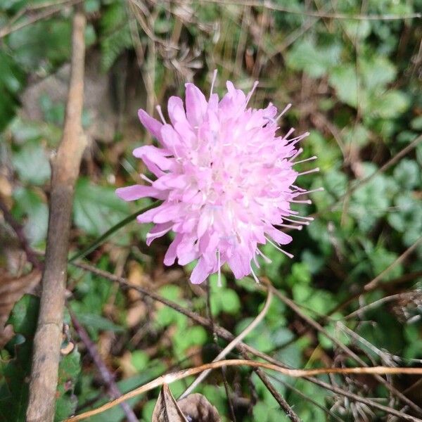 Knautia dipsacifolia Цветок