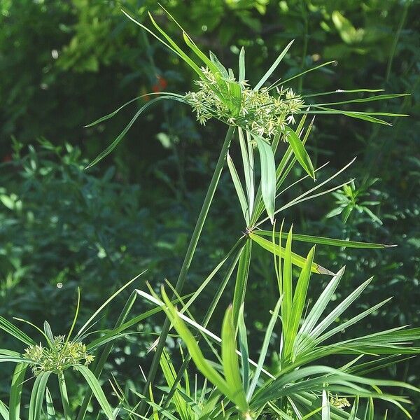 Cyperus alternifolius Blad