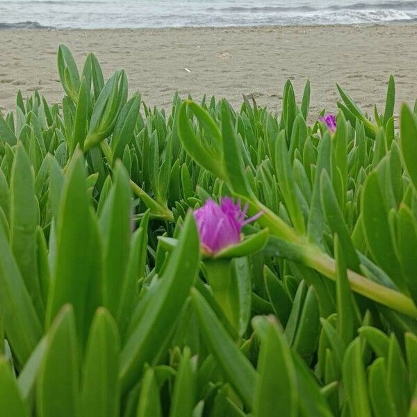 Carpobrotus acinaciformis Leaf