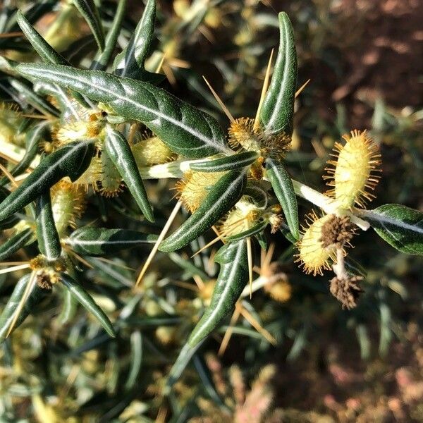 Xanthium spinosum Levél