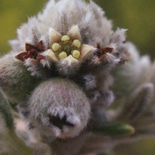 Phylica nitida Flor