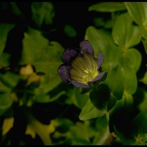 Gentiana calycosa Flower