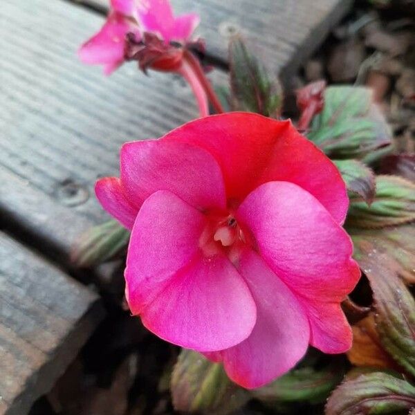 Impatiens walleriana Flower