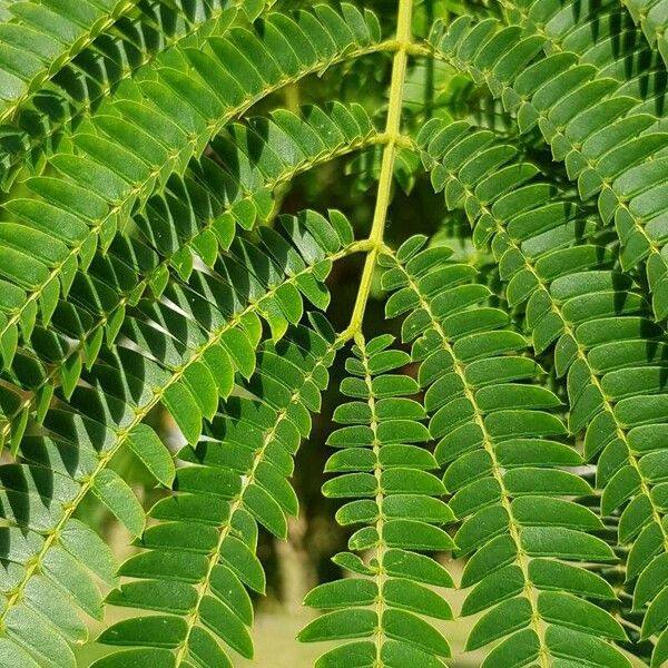 Albizia julibrissin Blad