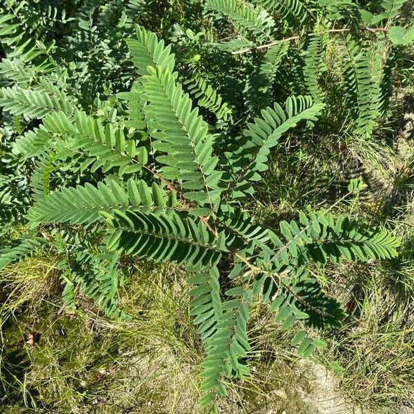 Amorpha fruticosa Frunză