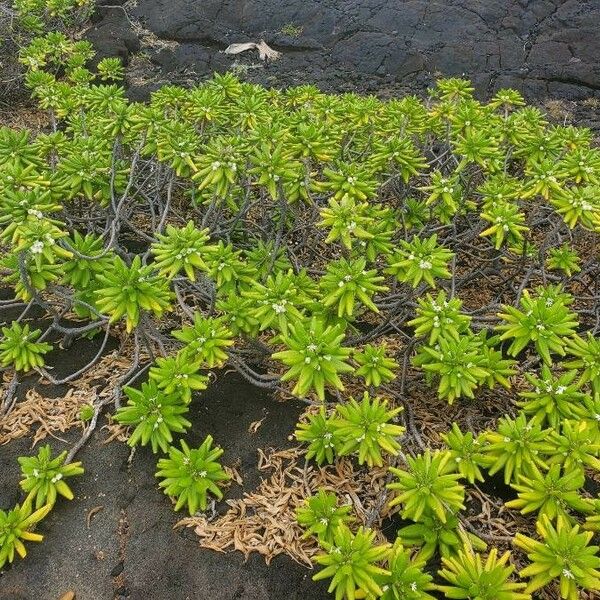 Scaevola taccada Blad