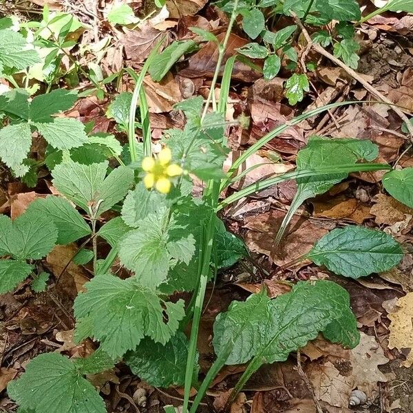 Geum urbanum Deilen