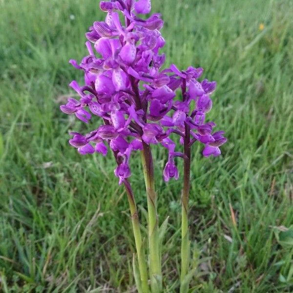 Anacamptis morio Flor