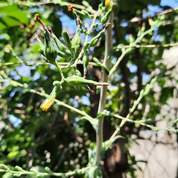 Lactuca canadensis Flower