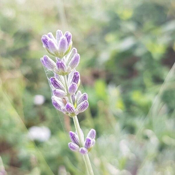 Lavandula latifolia Квітка