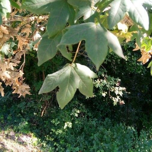 Platanus racemosa 叶