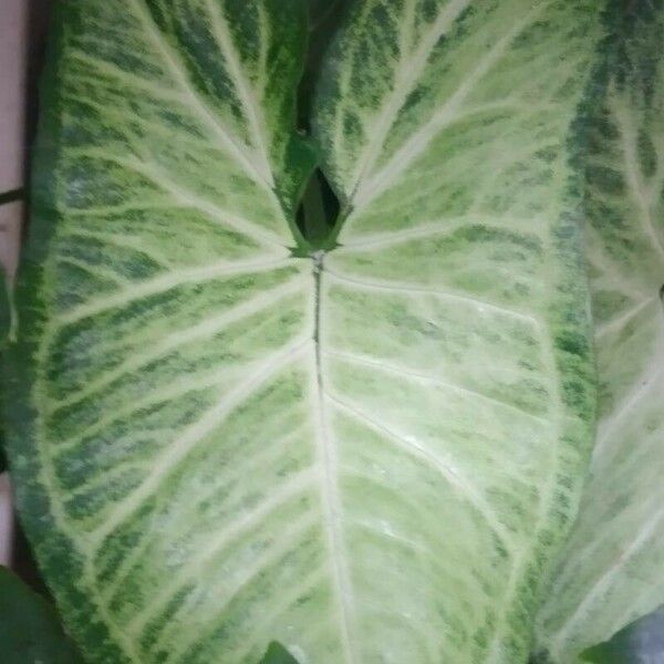 Syngonium podophyllum Leaf