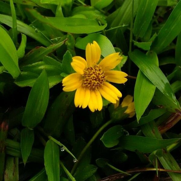 Sphagneticola trilobata Flower