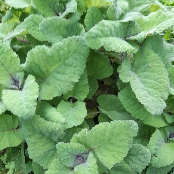 Salvia sclarea Celota