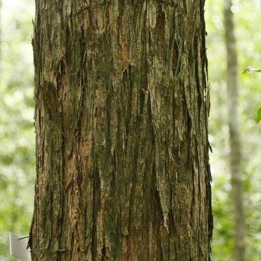 Mouriri crassifolia Bark