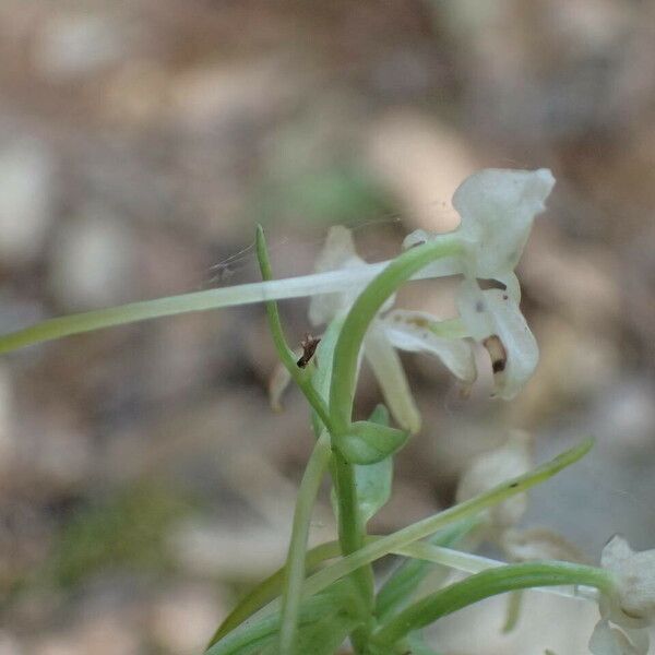 Platanthera chlorantha Flower