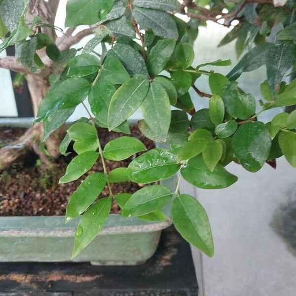 Syzygium paniculatum Листок