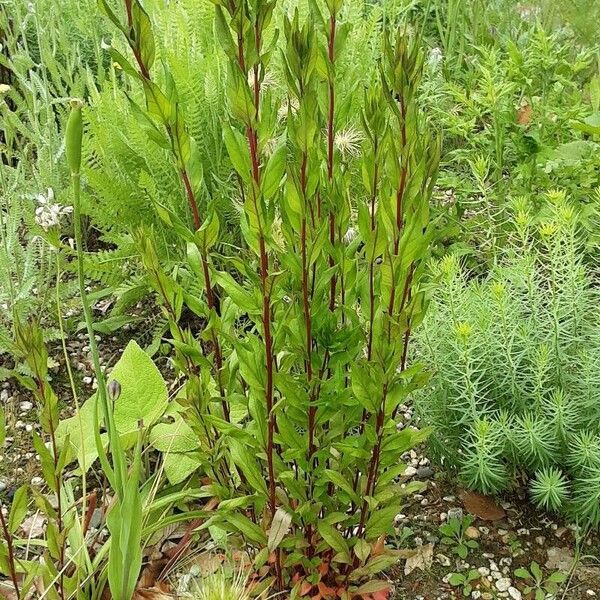 Oenothera tetragona 整株植物