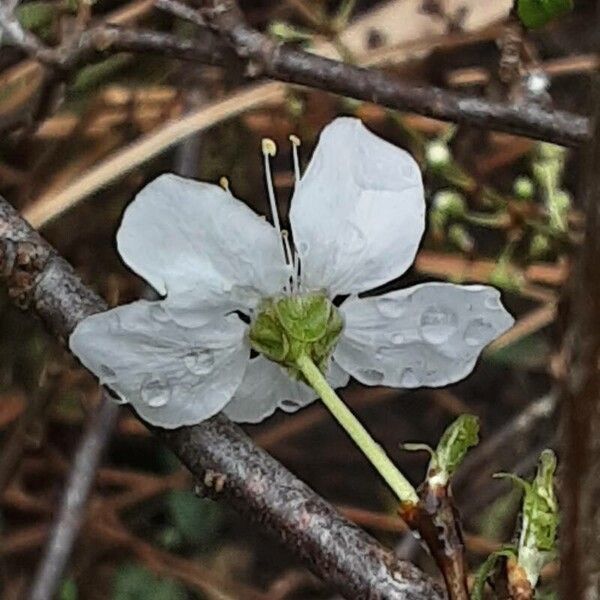 Prunus domestica Blomma