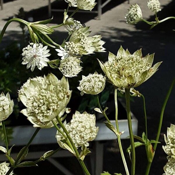 Astrantia major 花