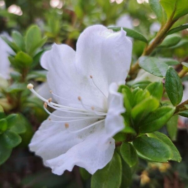 Rhododendron kiusianum Flower