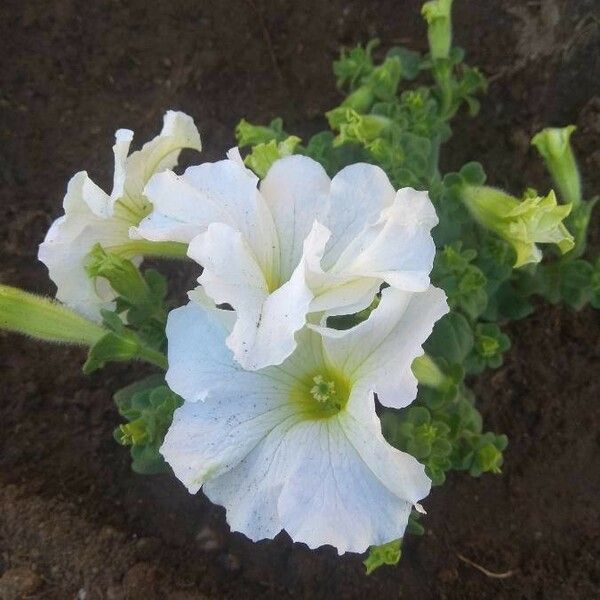 Petunia × atkinsiana Flower