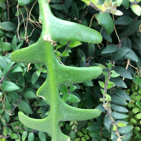Selenicereus anthonyanus 葉