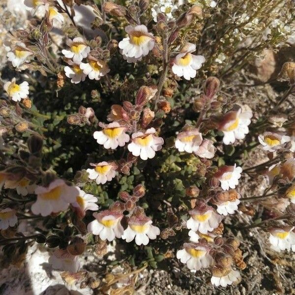 Linaria pedunculata പുഷ്പം