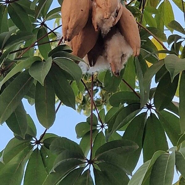 Ceiba pentandra Fruit