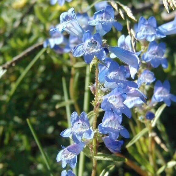 Penstemon albertinus Flower